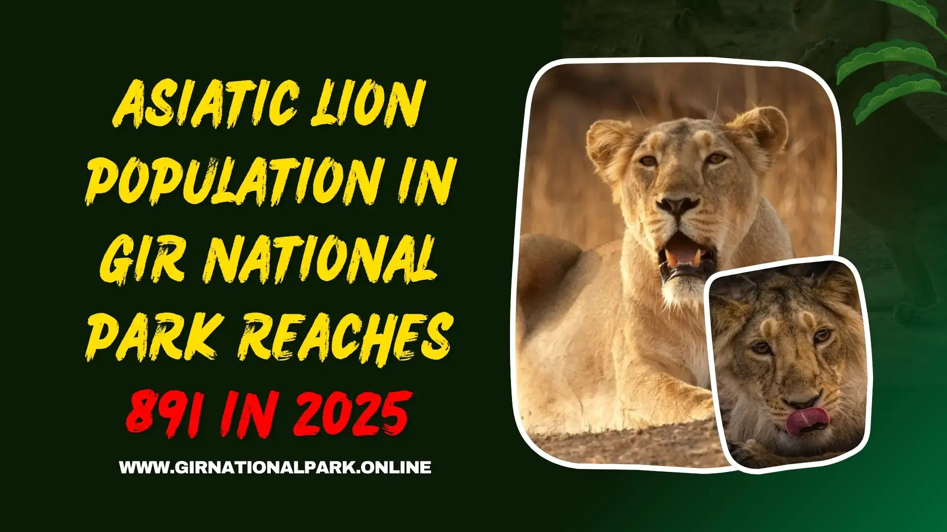 Asiatic Lion Population in Gir National Park Reaches 891