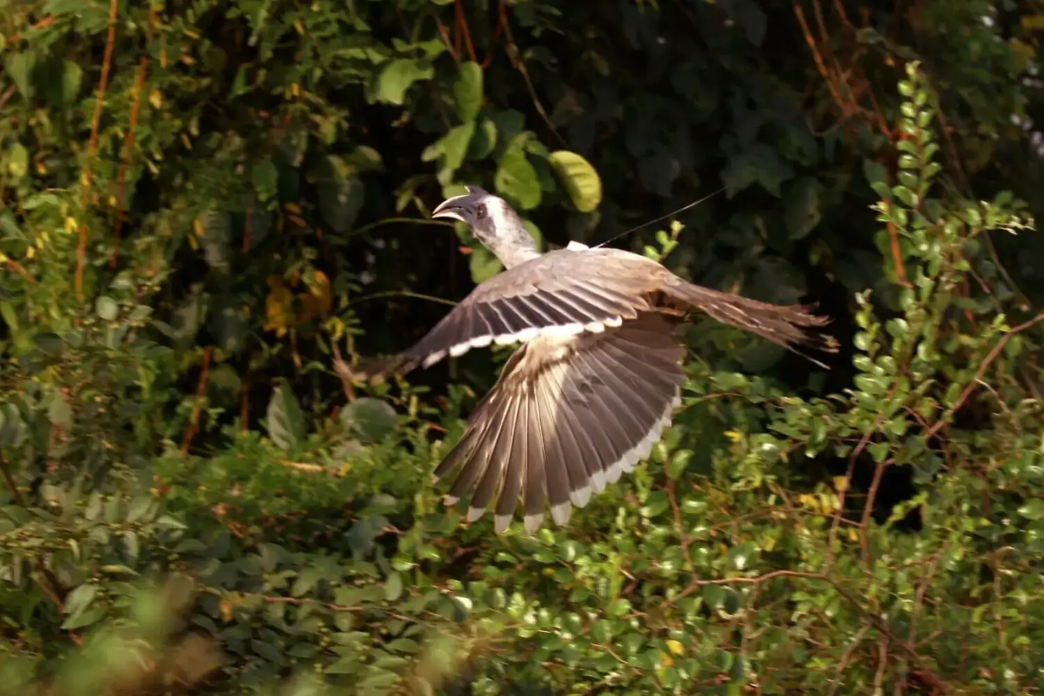 Gir Forest Sees Successful Return of Grey Hornbill After 60 Years