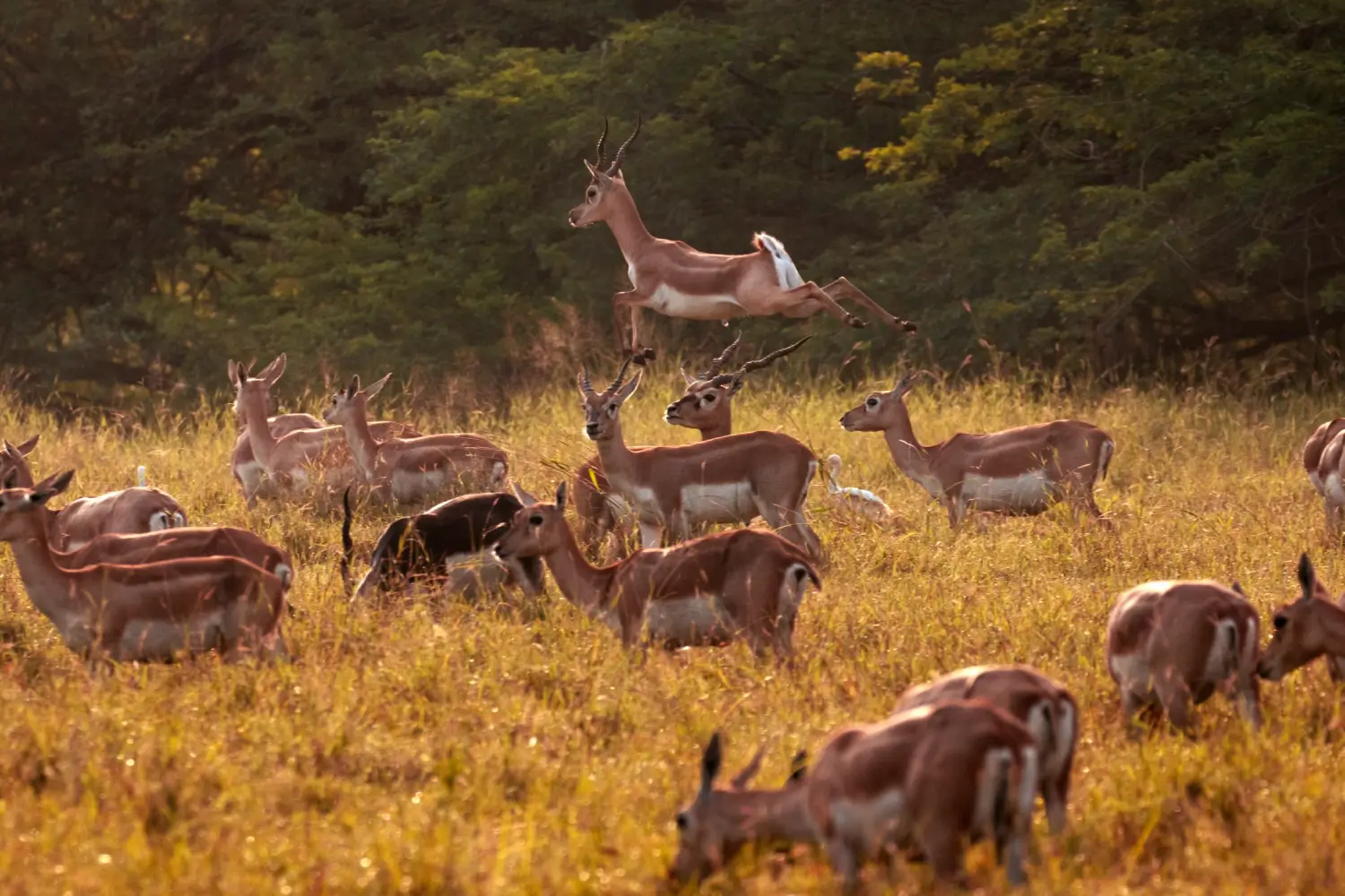 Gir National Park Safari Tips