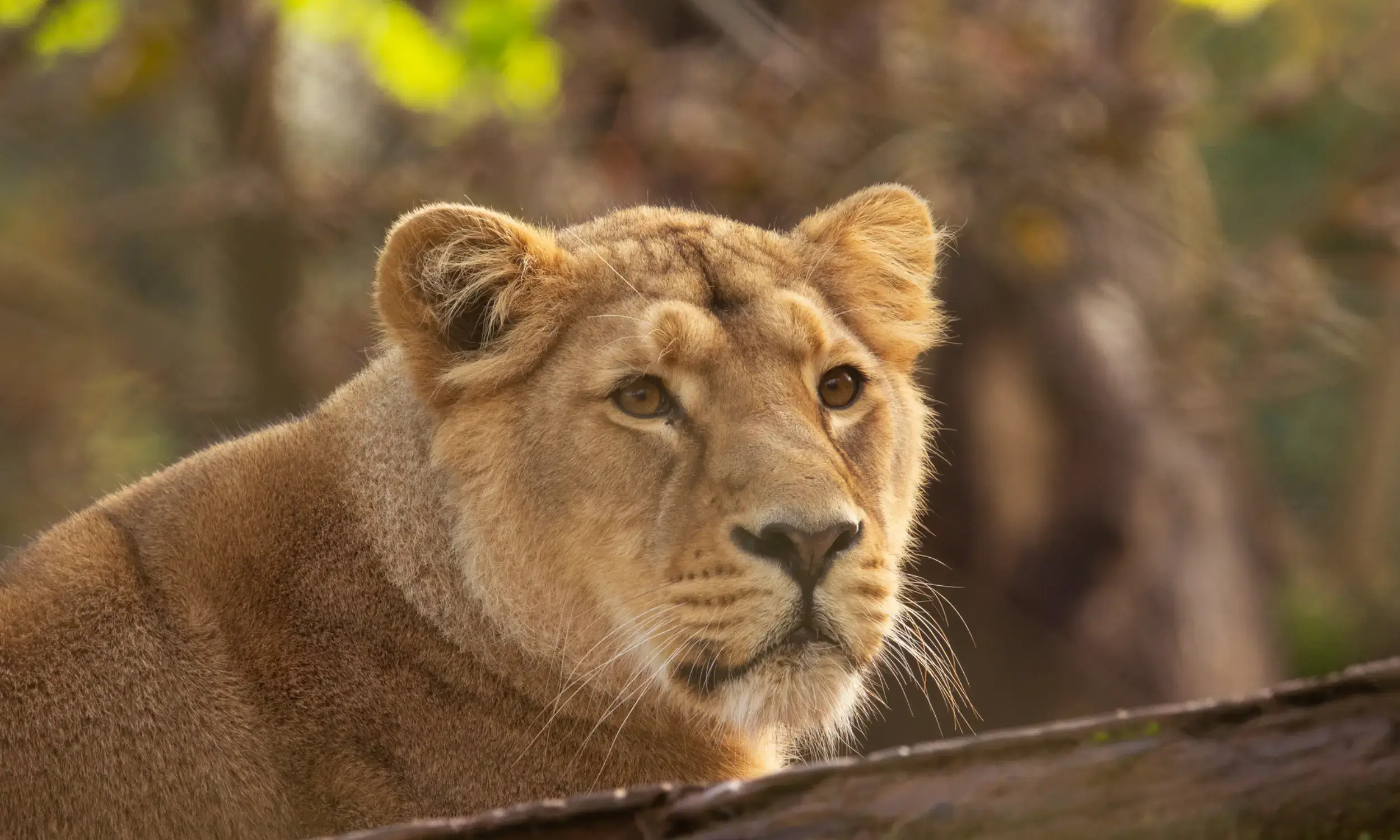 Lion Population in Gir National Park Gujarat