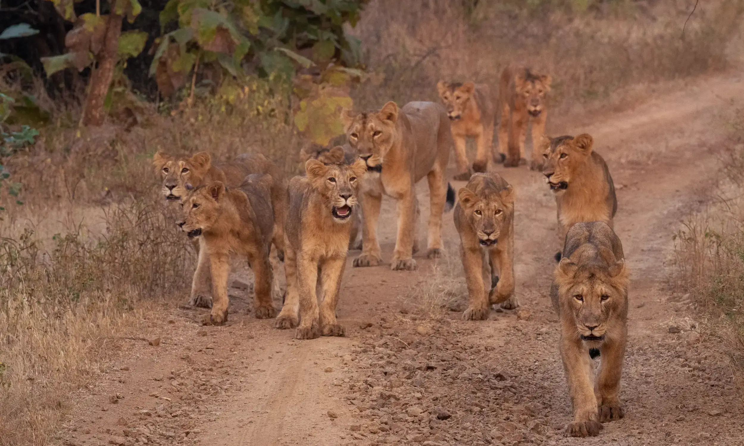 Gir National Park Lion Population