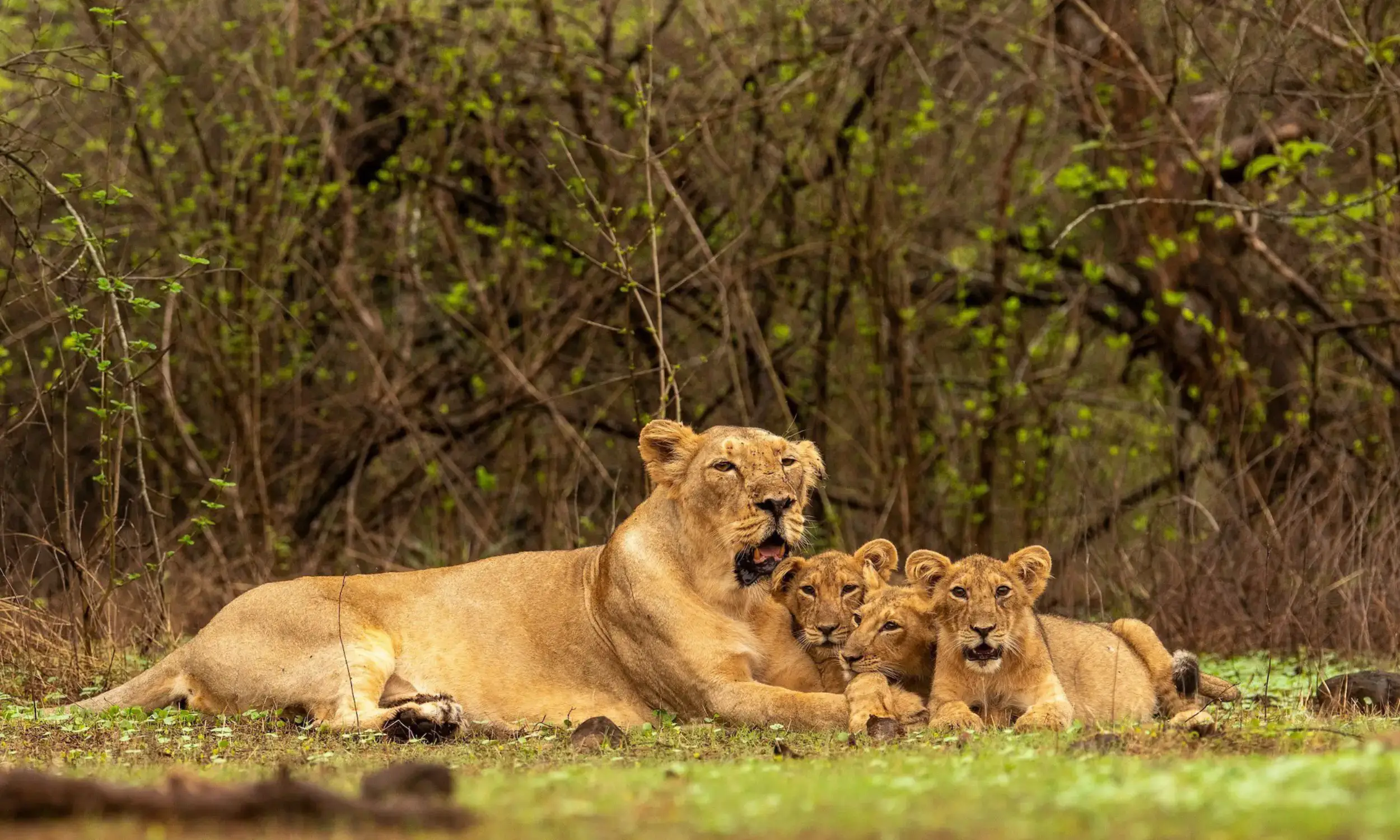 Asiatic Lion Population in Gir National Park Reaches 891