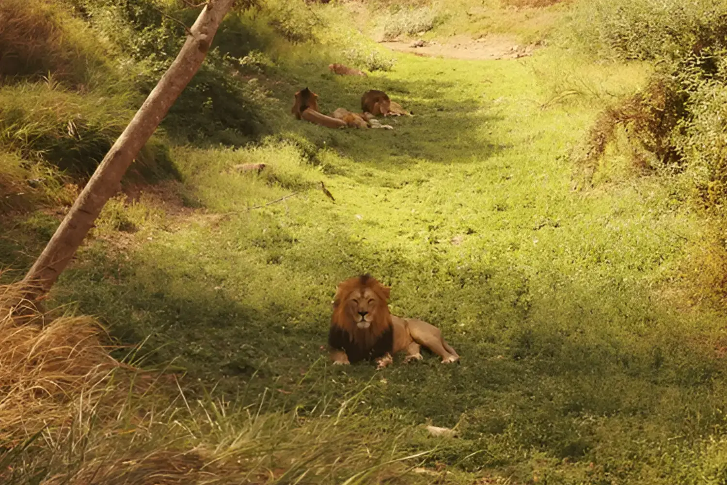 Gir National Park Gujarat