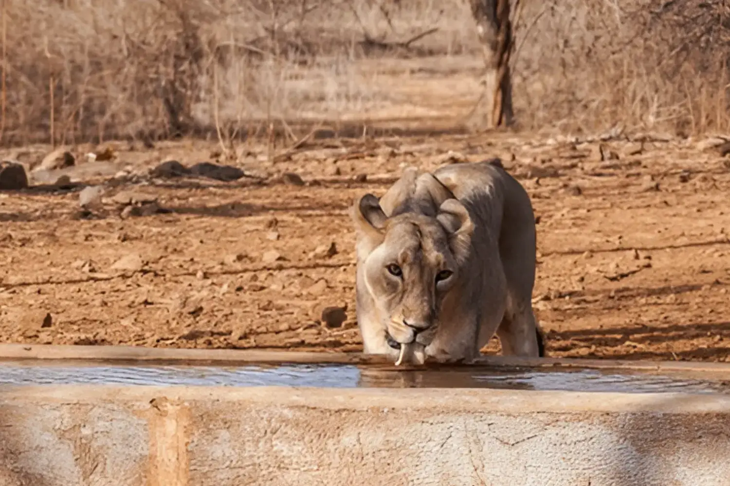 Gir National Park Gujarat
