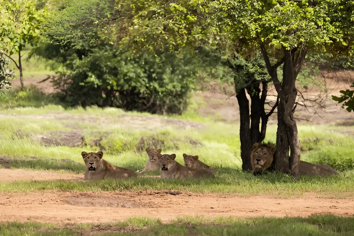 Gir National Park Gujarat