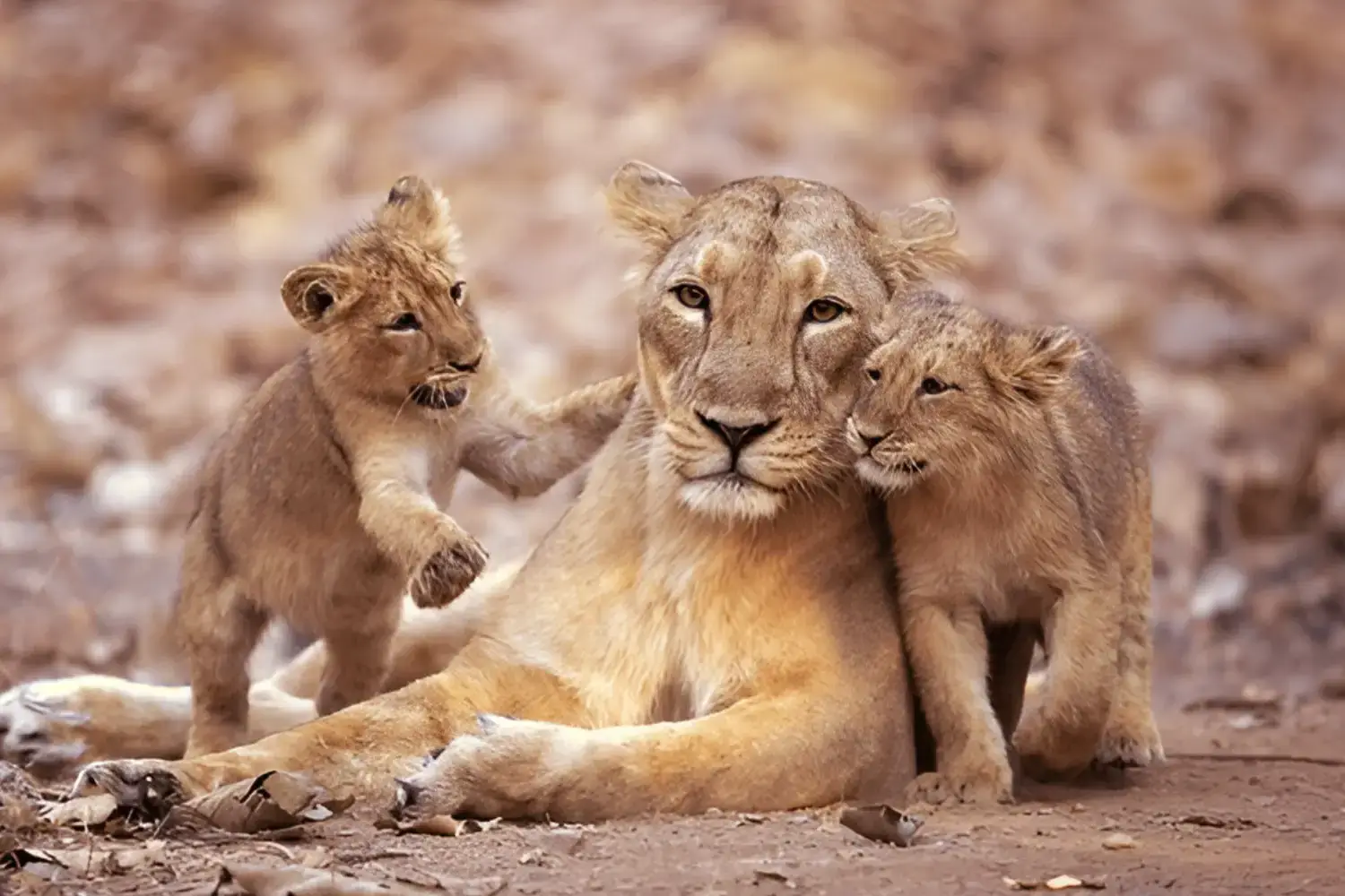 Lion Conservation in Gir Gujarat