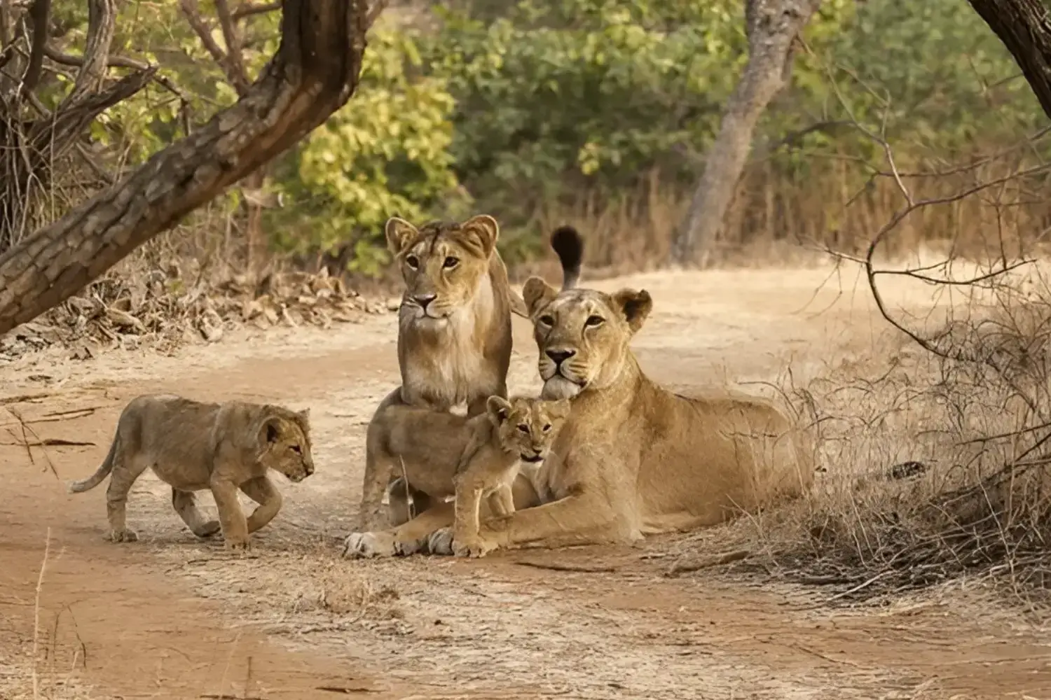 Gir National Park Wildlife Safari