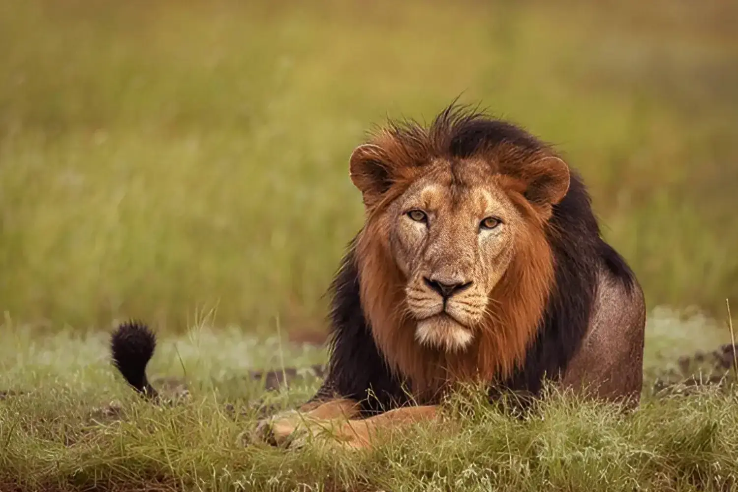 Gir National Park Safari