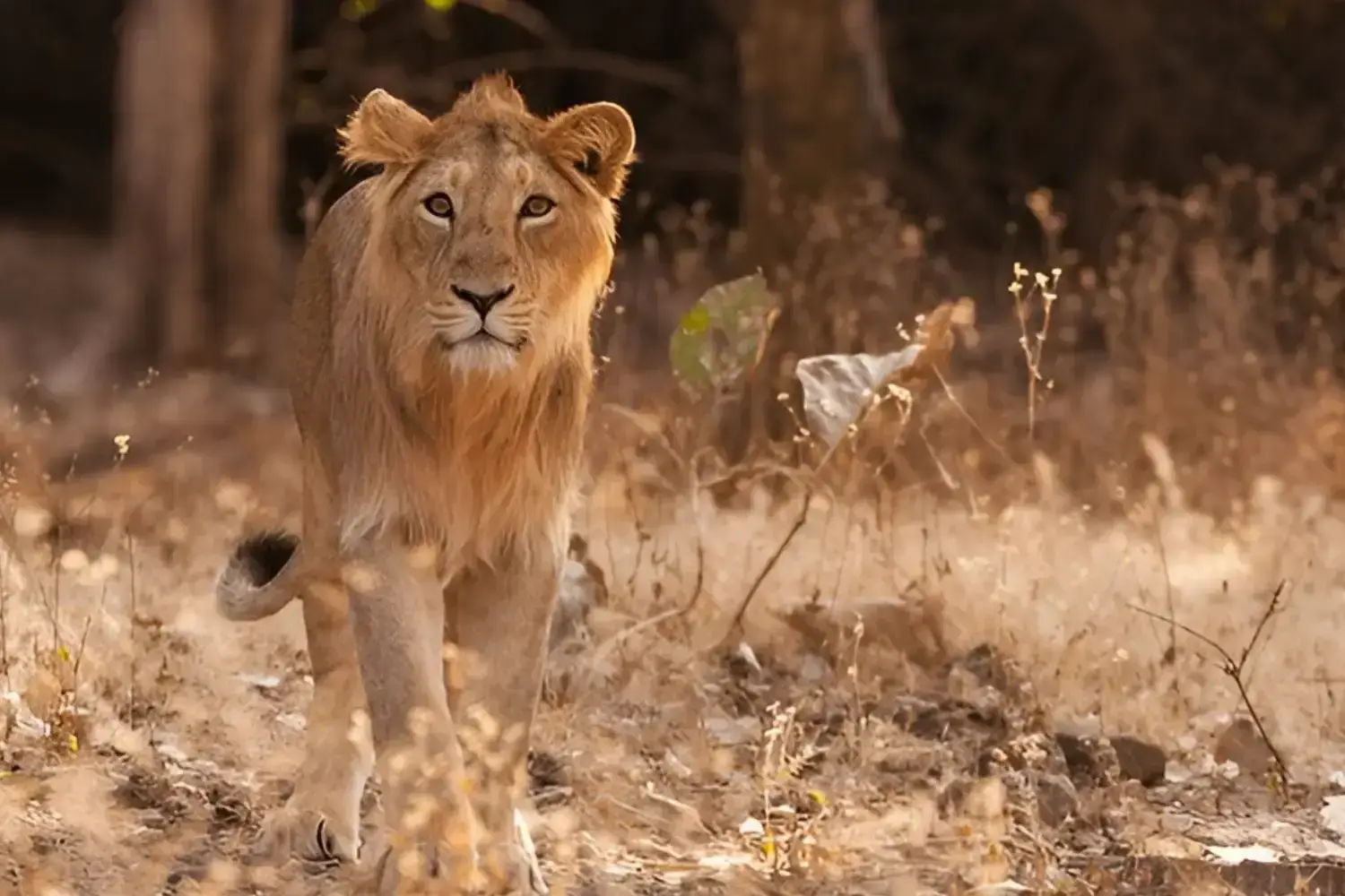 Gir National Park Lion Safari