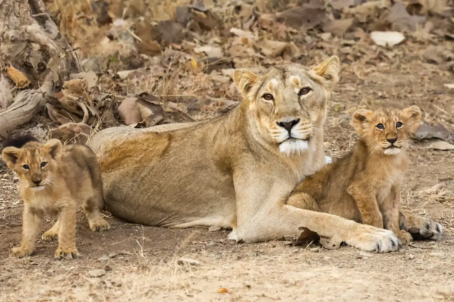 Gir National Park Tourism