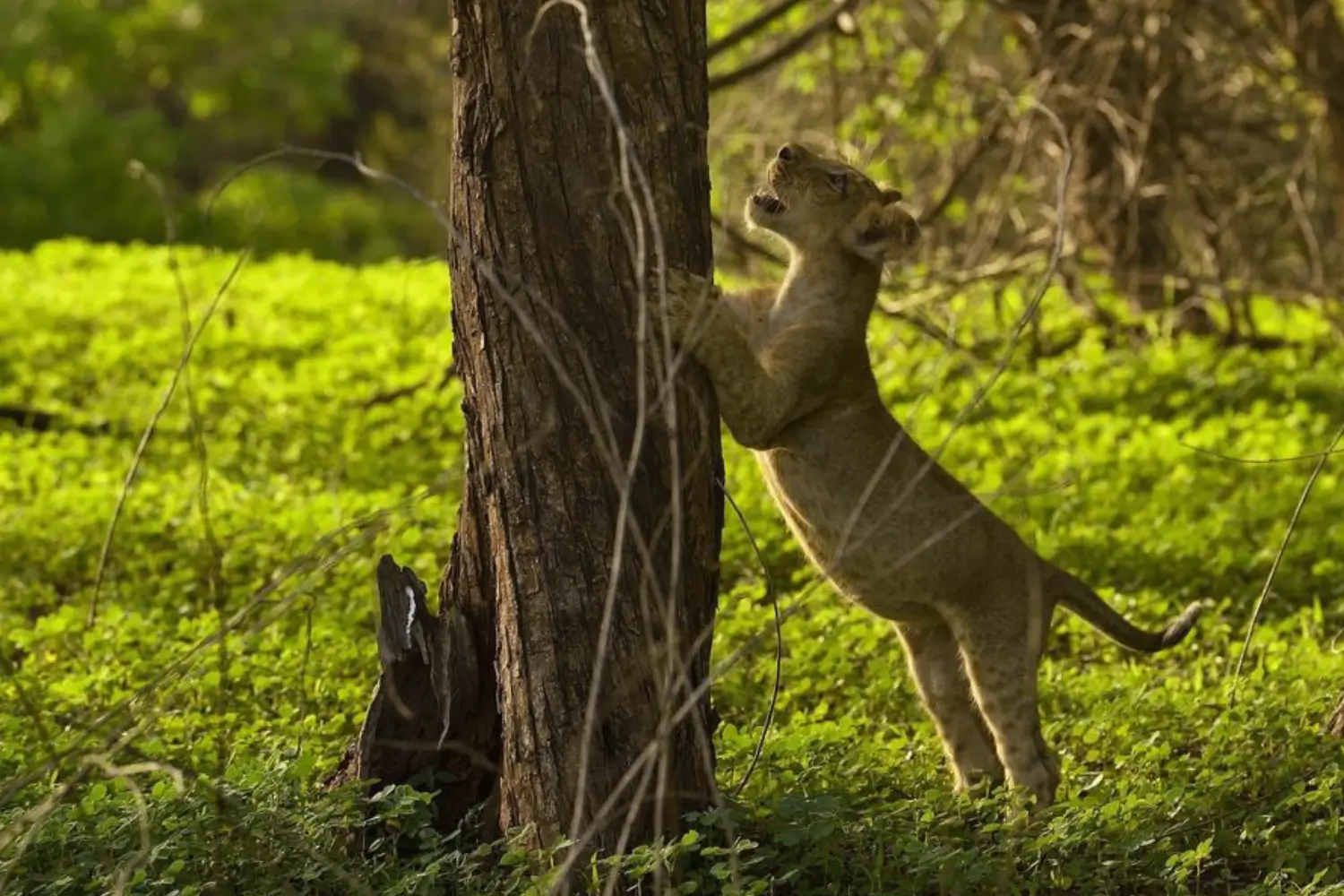 Gir National Park Travel Tips