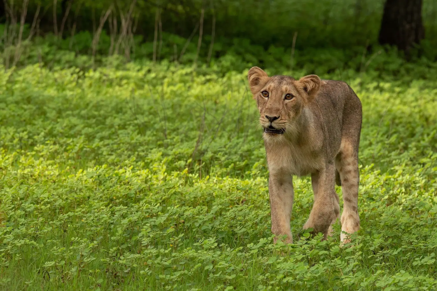 Gir National Park Travel Tips
