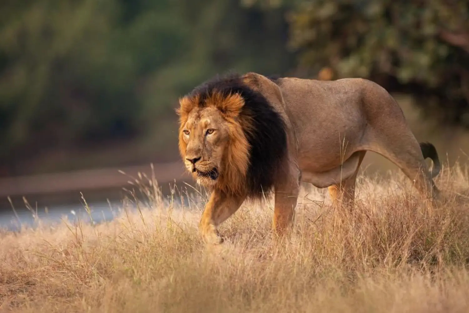 Gir National Park Travel Tips