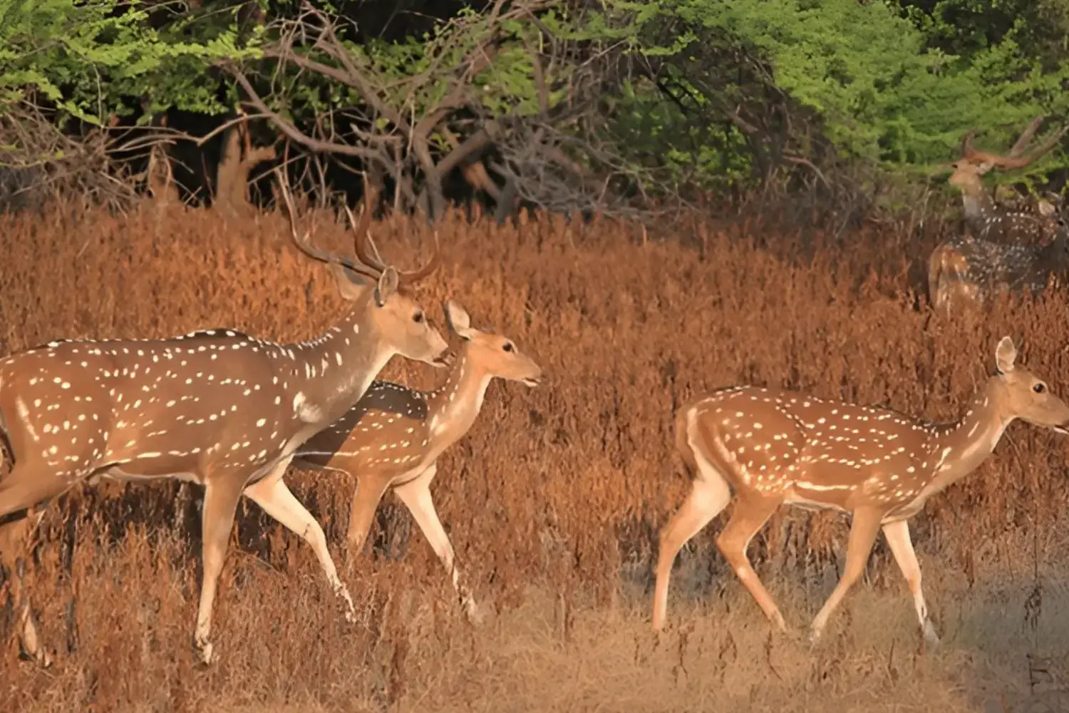 Best Wildlife Safari Destinations in Gujarat