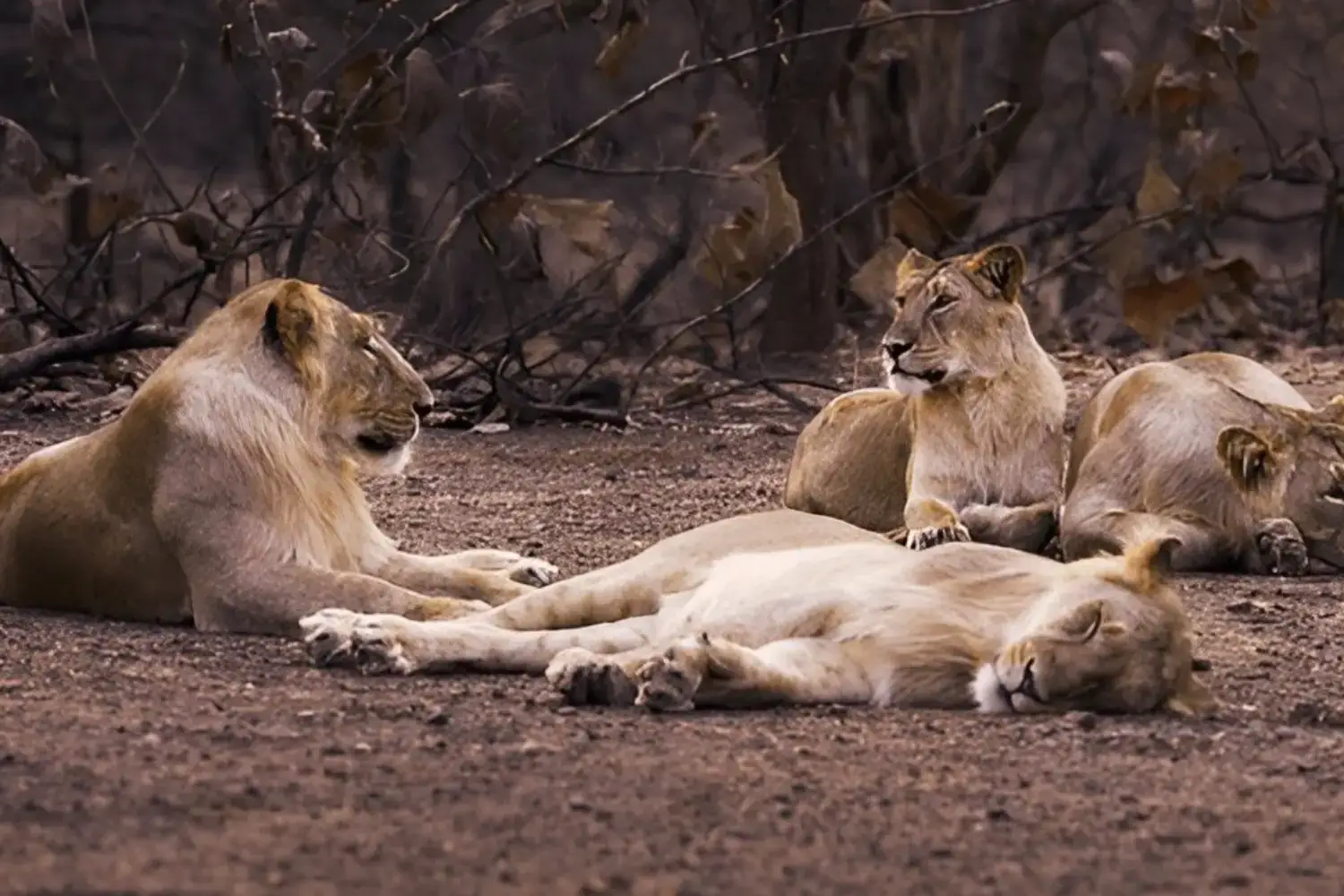 Best Wildlife Safari Destinations in Gujarat