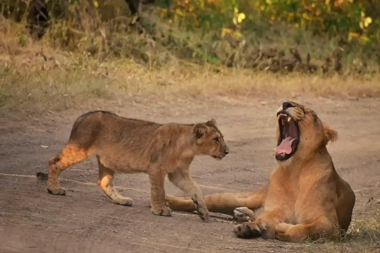 Gujarat Tourism- Most Visted by Foreign Tourists