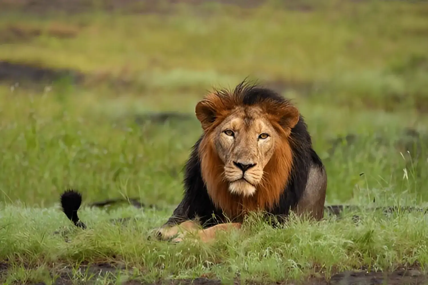 Top 5 Destinations for Wildlife Jungle Safaris in Gujarat