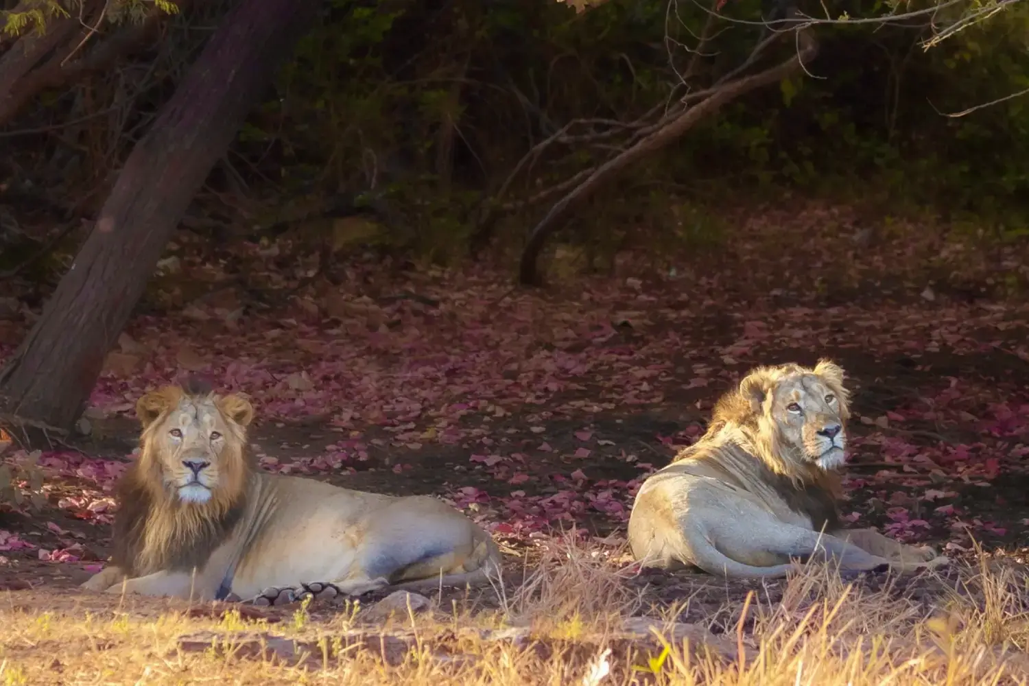 Jai & Veeru Legendary Lions Gir Gujarat