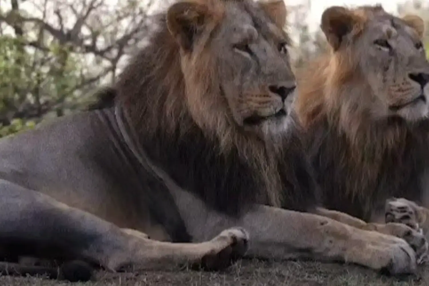 Jai & Veeru Legendary Lions Gir Gujarat