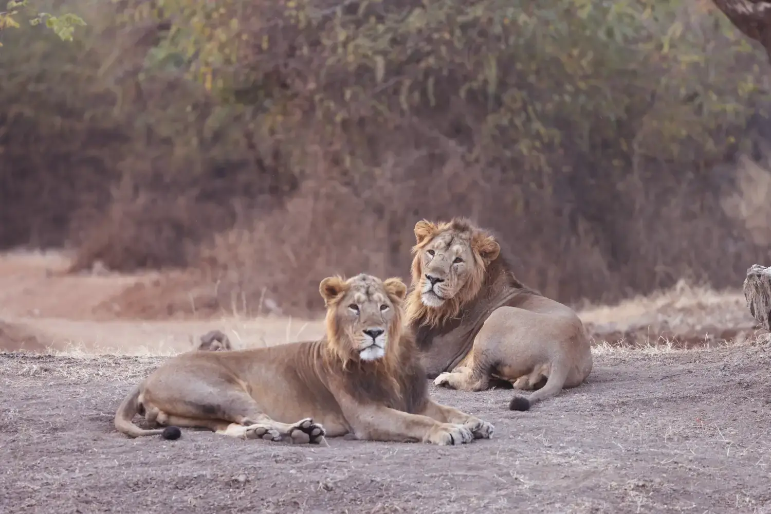 Jai & Veeru Legendary Lions Gir Gujarat