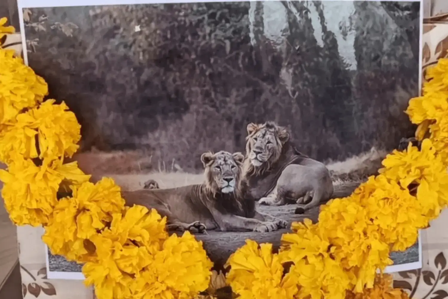 Jai & Veeru Legendary Lions Gir Gujarat