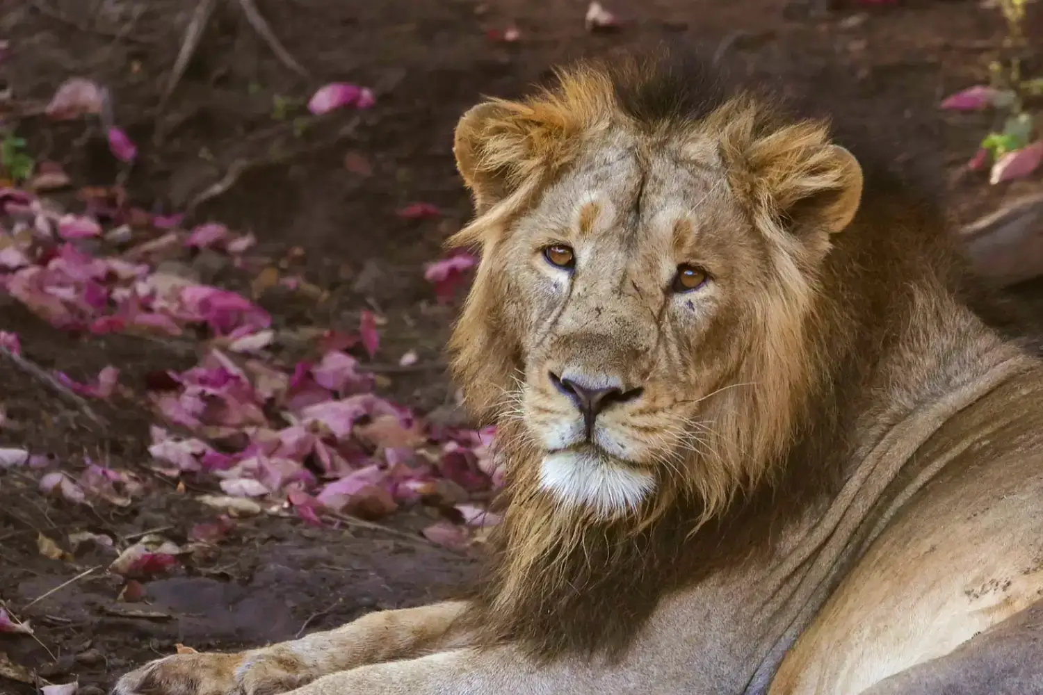 Jai & Veeru Legendary Lions Gir Gujarat