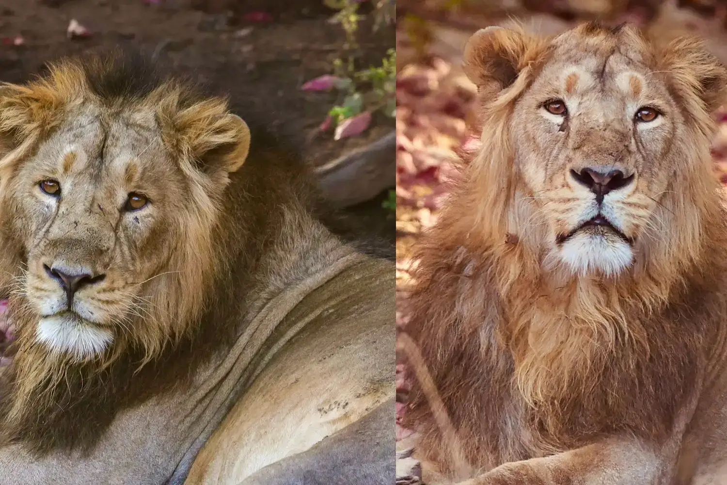 Jai & Veeru Legendary Lions Gir Gujarat