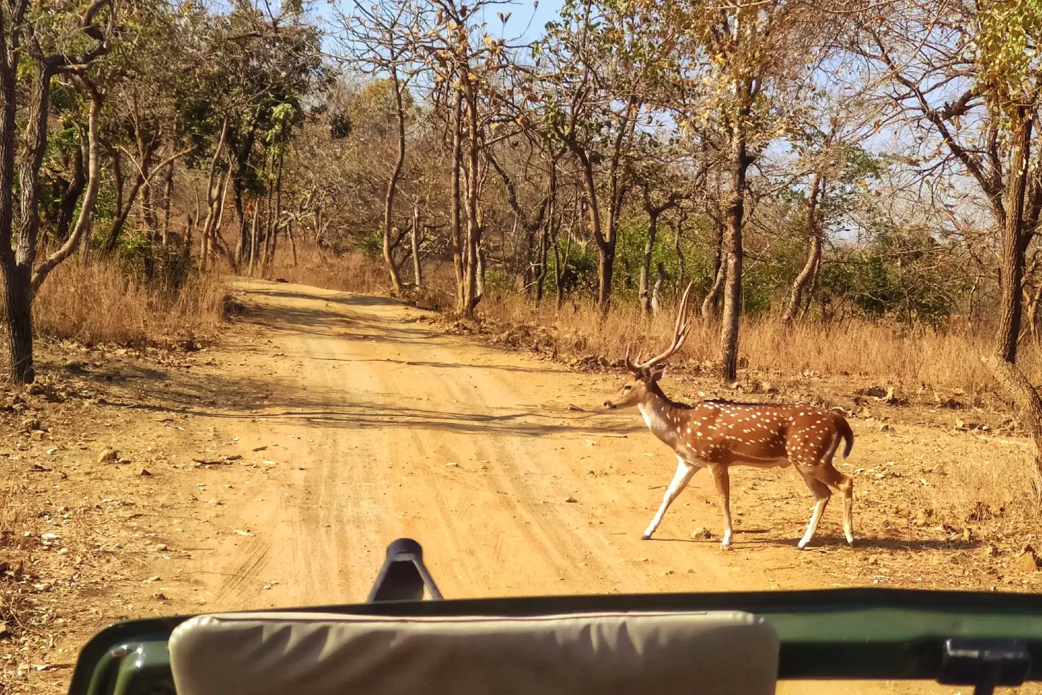 Jeep Safari in Gir National Park