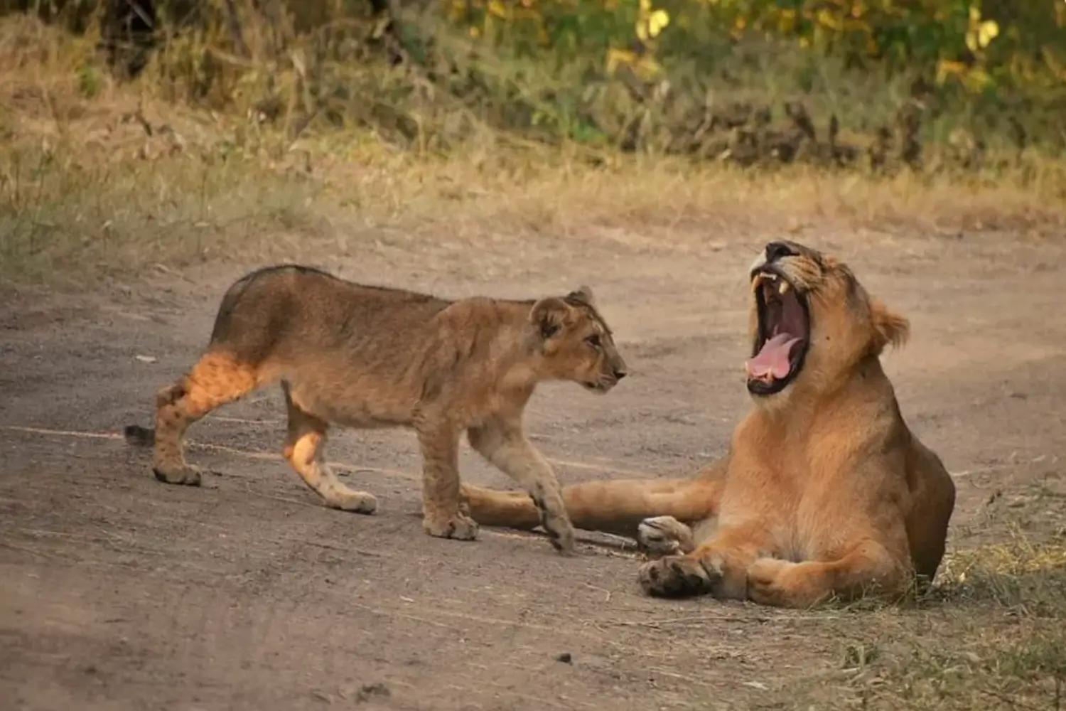 Jeep Safari in Gir National Park
