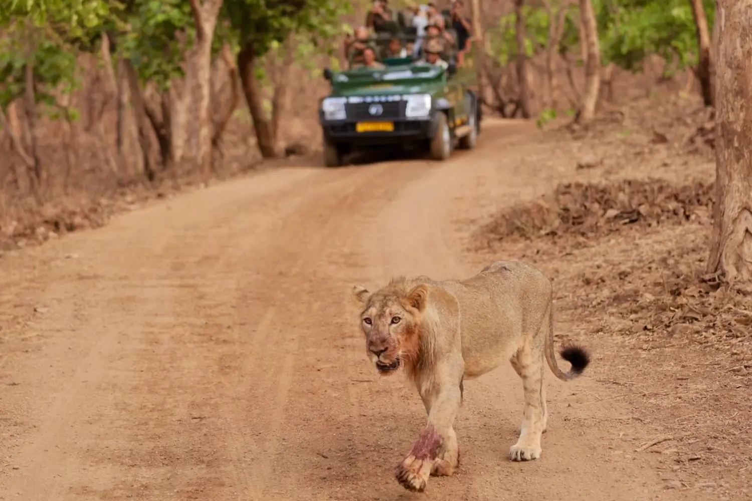 Jeep Safari in Gir National Park