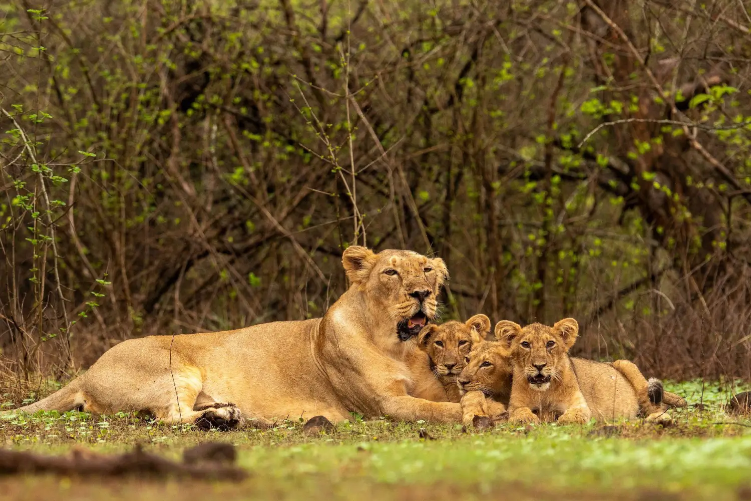 Jeep Safari in Gir National Park