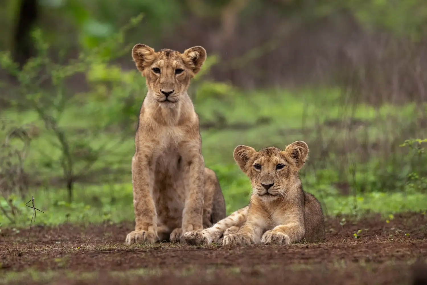 Jeep Safari in Gir National Park