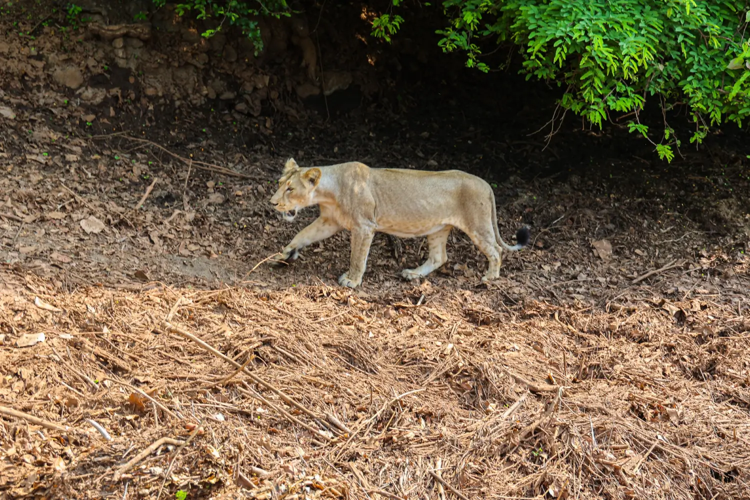 Jeep Safari in Gir National Park
