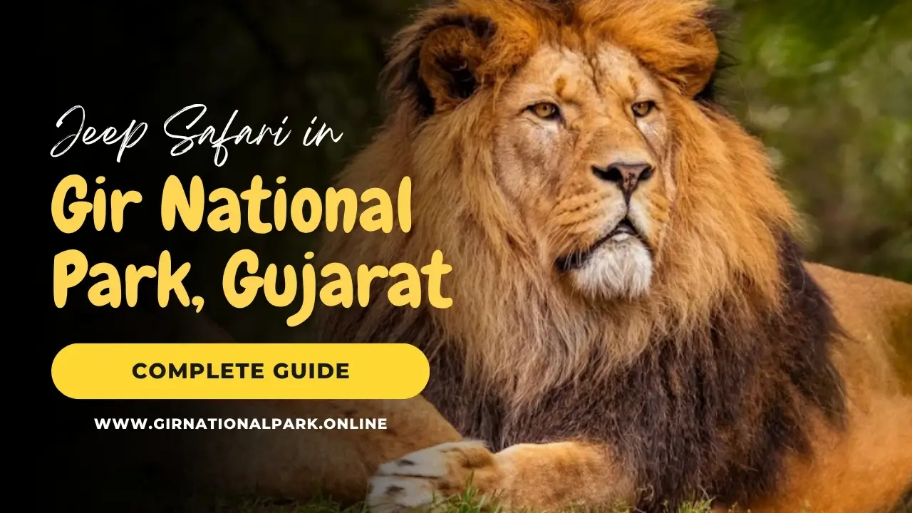 Jeep Safari in Gir National Park