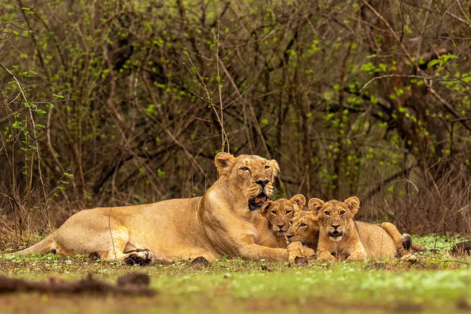 Gir National Park Travel Tips