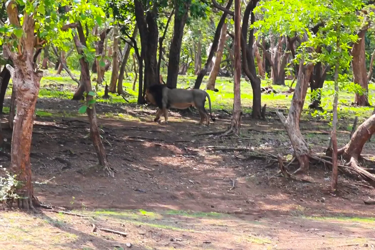 Gir National Park Safari Tips