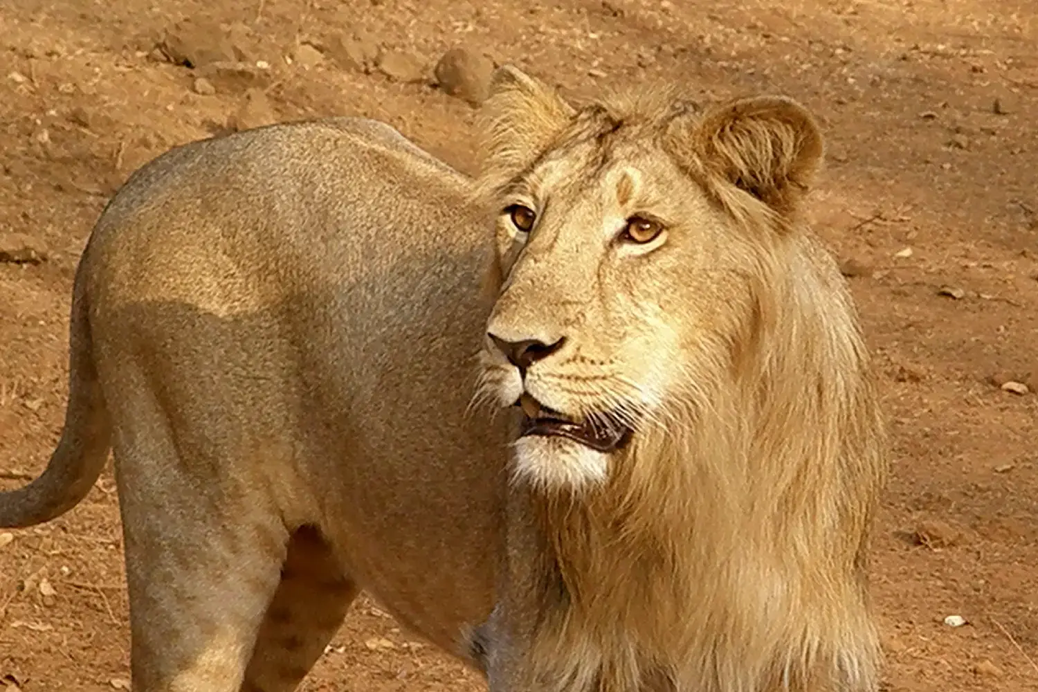 Interesting Fact About Gir National Park