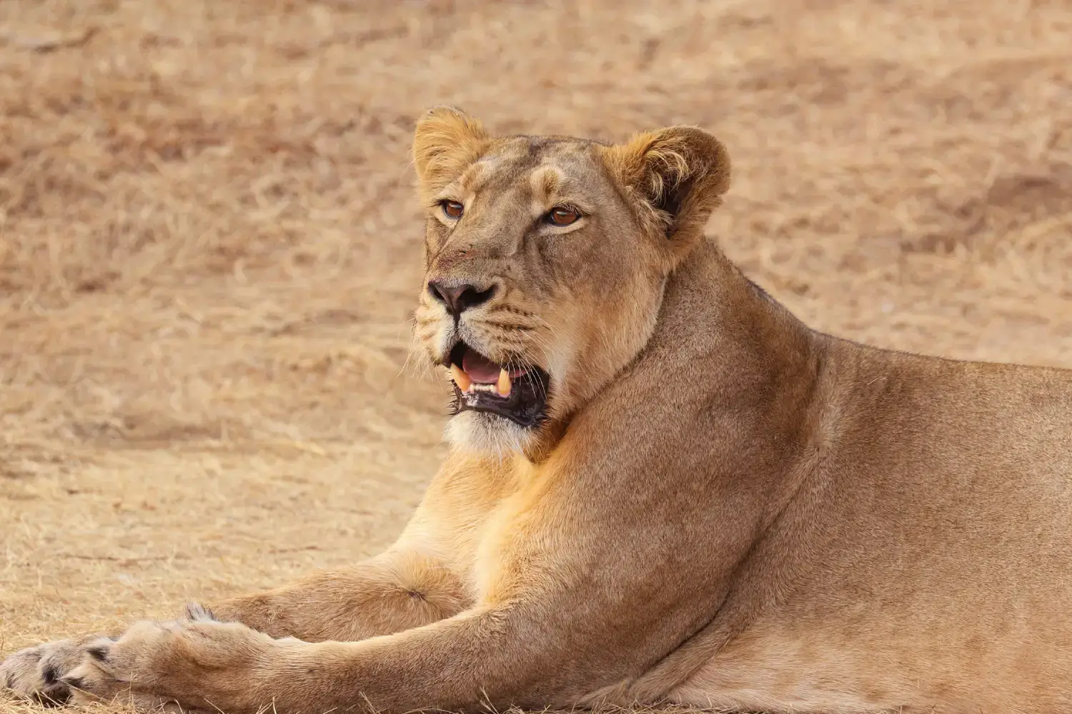 Gir National Park Gujarat