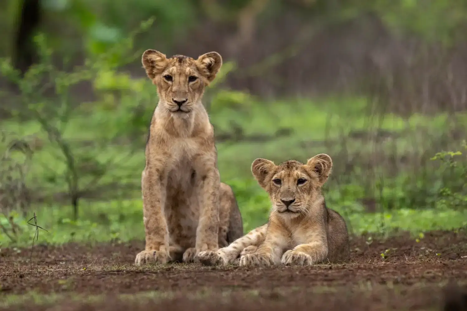 Weekend Getaways in Gujarat