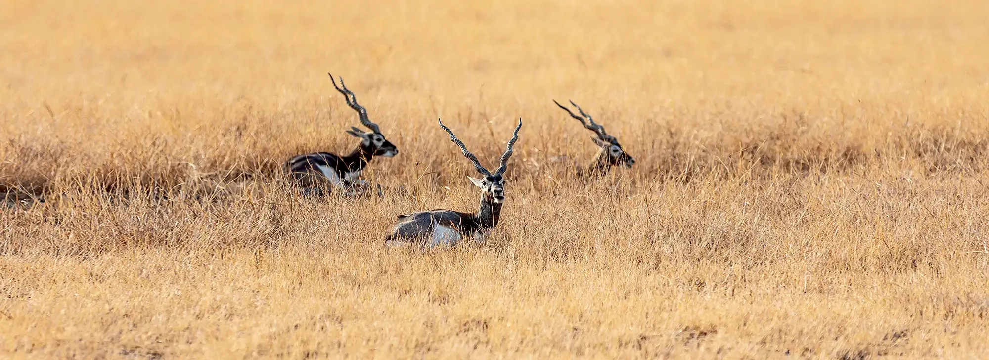 Blackbuck National Park Gujarat