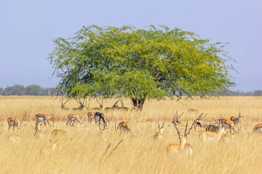 blackbuck national park image