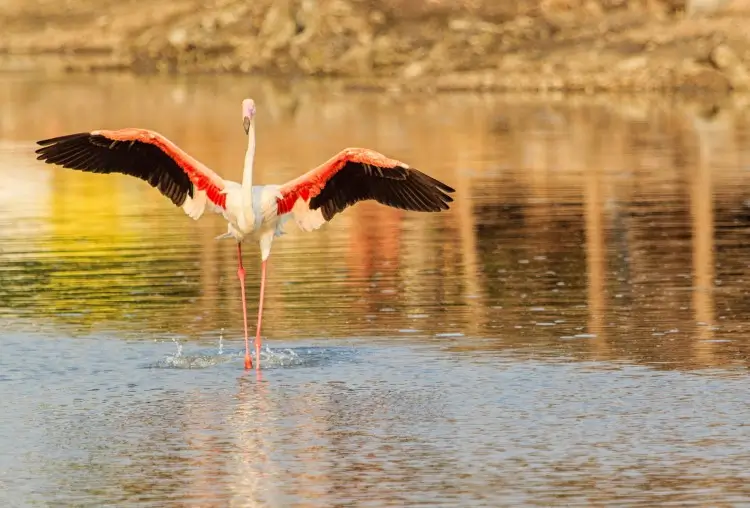Chhari Dhand Wetland Reserve image