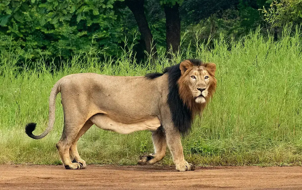 A Short Lion Safari in Gir