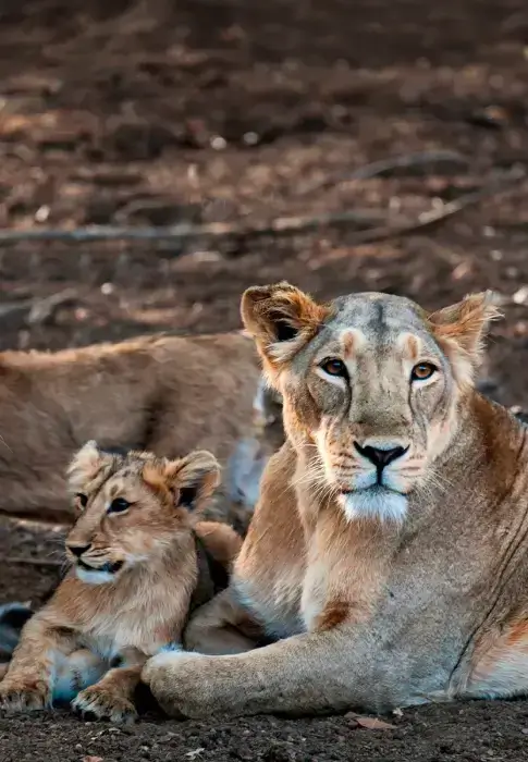 gir image