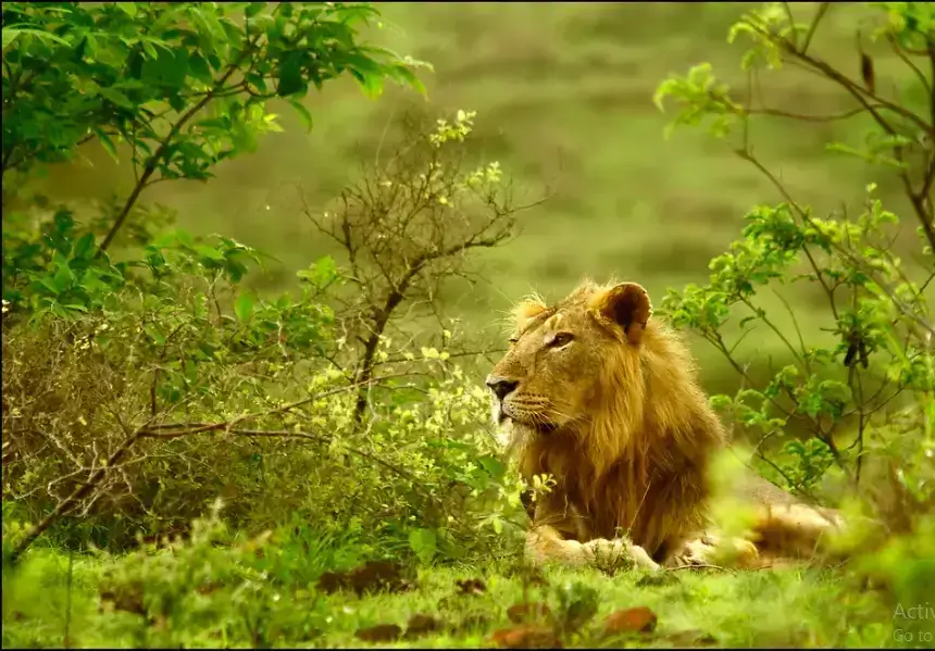 lion image