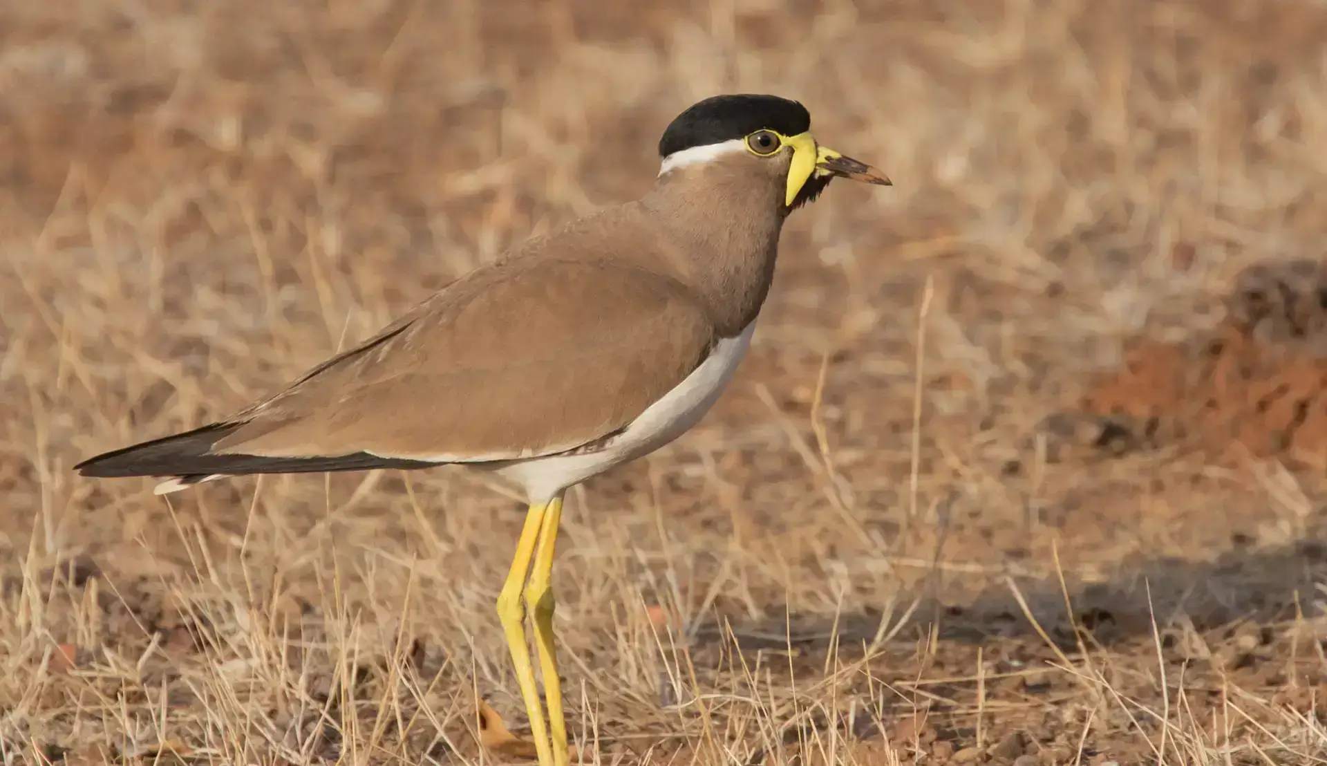 Gir National Park Birds