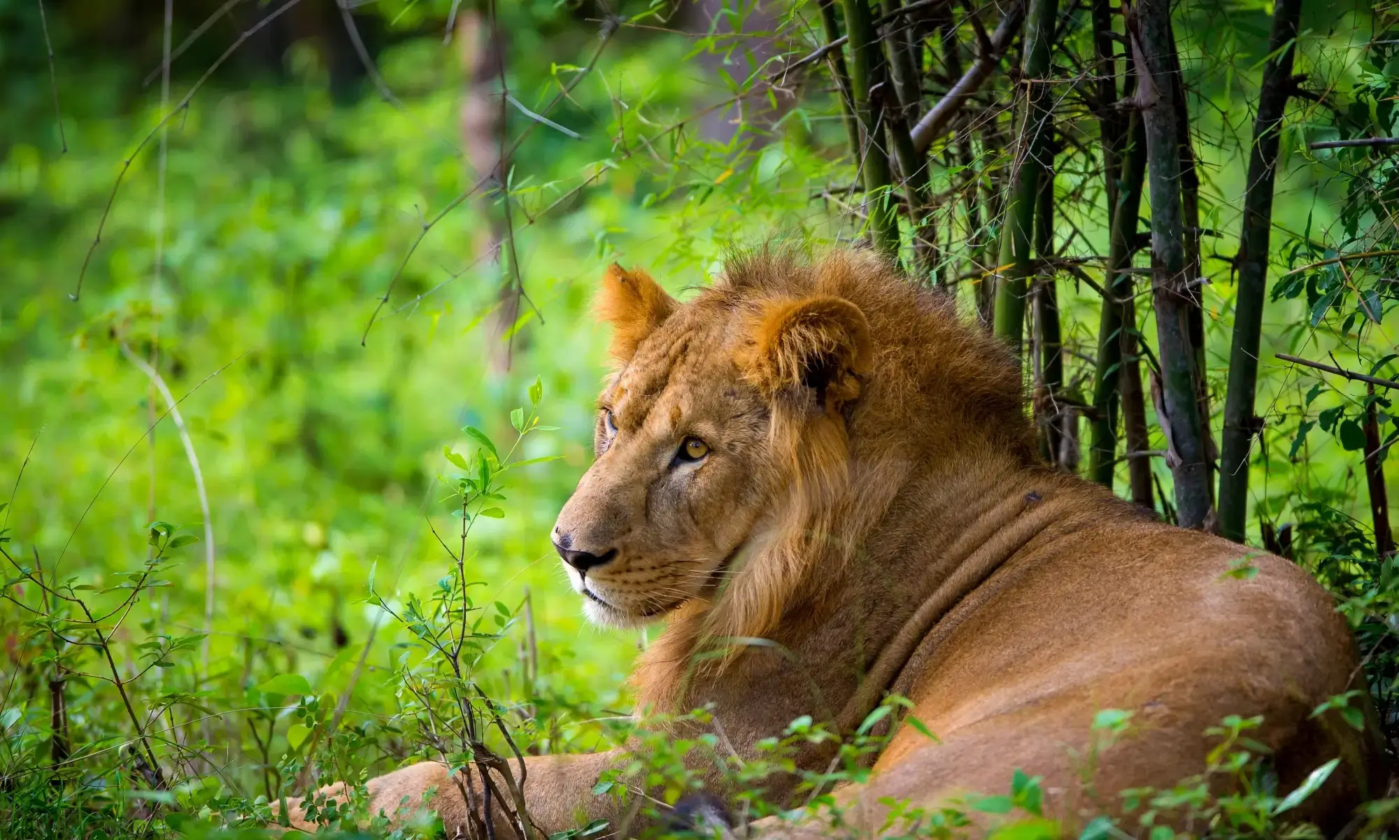 Gujarat Wildlife - Gir National Park