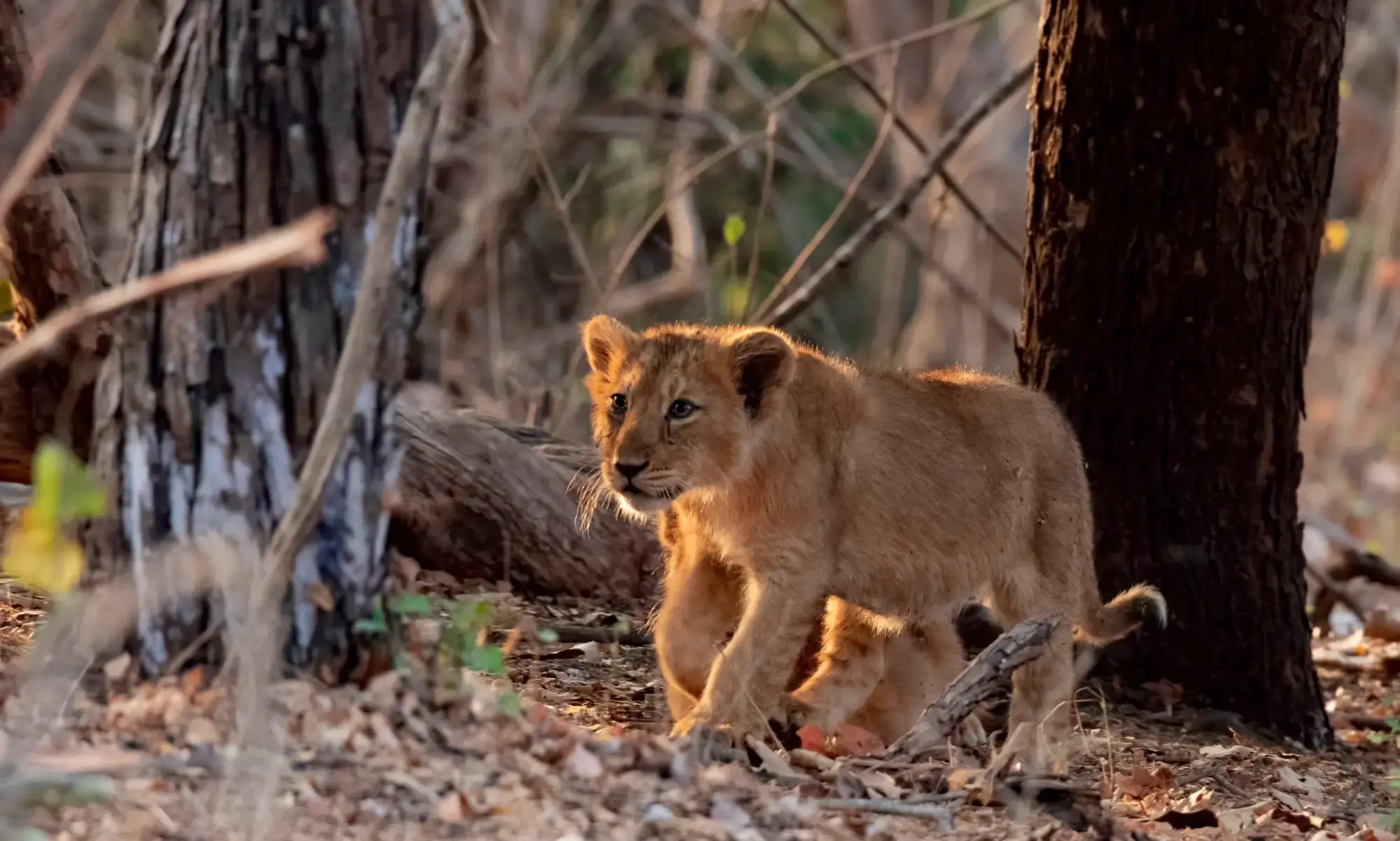 Gujarat Wildlife - Gir National Park