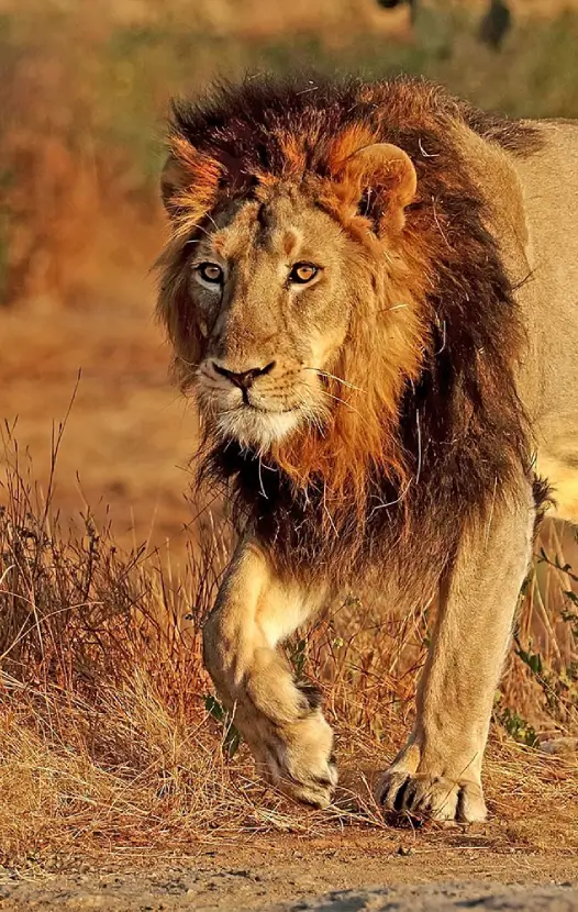 Gir National Park