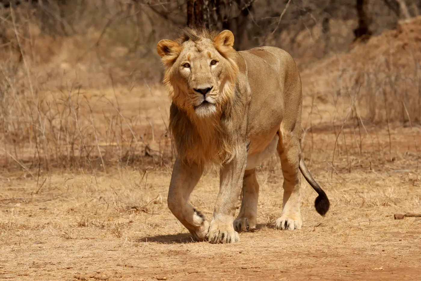 Gir Wildlife Tours